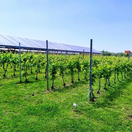 La Vite Maritata * Pietrasanta